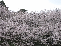 IMG_1295.JPG